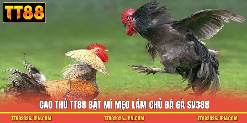Cao thủ TT88 bật mí mẹo làm chủ đá gà SV388