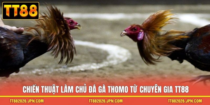 Chiến thuật làm chủ đá gà Thomo từ chuyên gia TT88