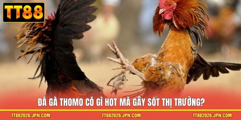 Đá gà Thomo có gì hot mà gây sốt thị trường?