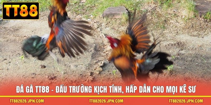 Đá gà TT88 - Đấu trường kịch tính, hấp dẫn cho mọi kê sư