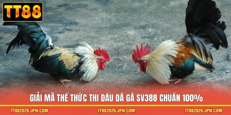 Giải mã thể thức thi đấu đá gà SV388 chuẩn 100%