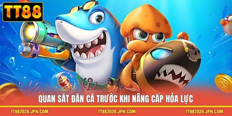 Quan sát đàn cá trước khi nâng cấp hỏa lực